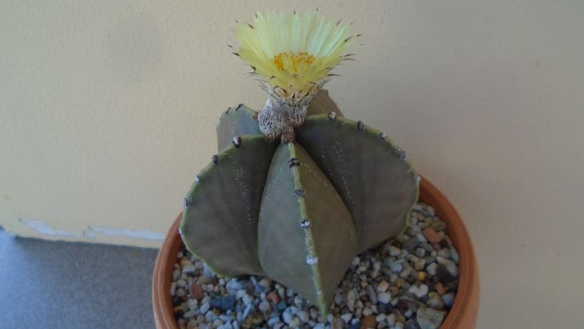 Astrophytum coahuilense - Cactusi 2020 evolutie vara