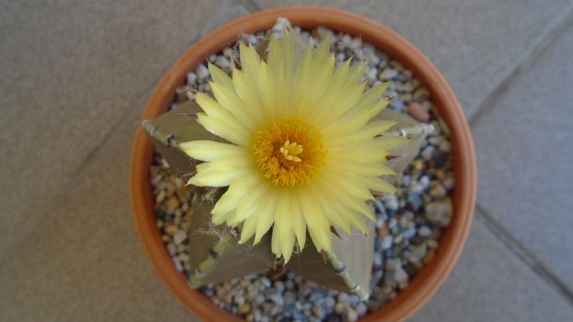 Astrophytum coahuilense - Cactusi 2020 evolutie vara