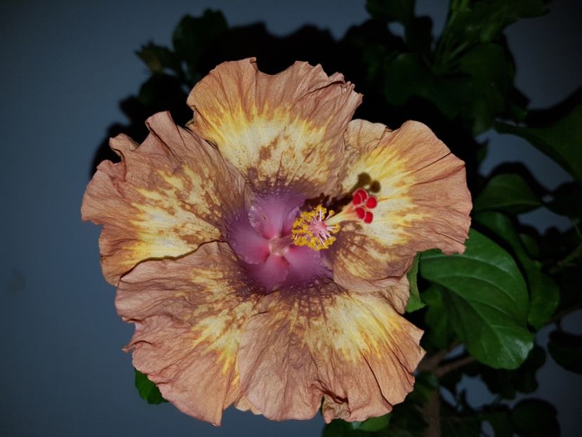  - HIBISCUS 2020