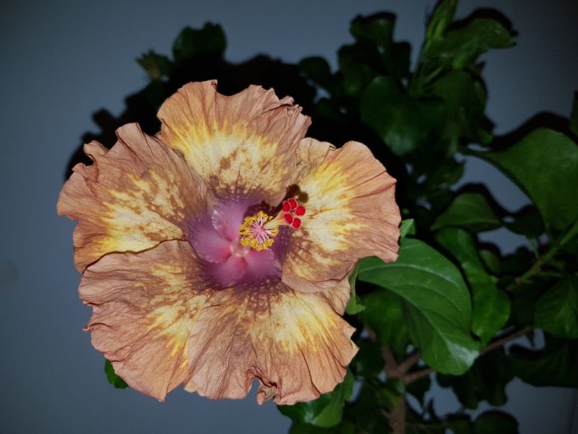  - HIBISCUS 2020