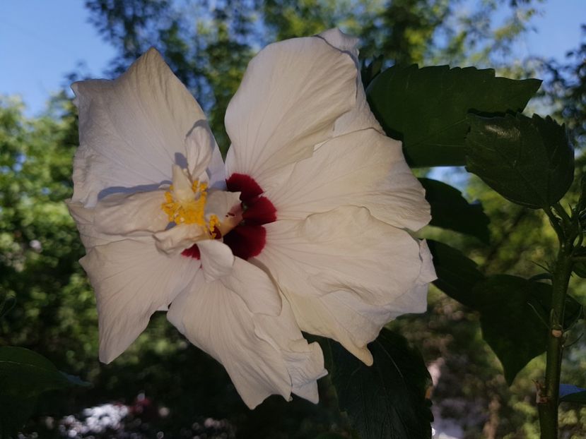  - HIBISCUS 2020