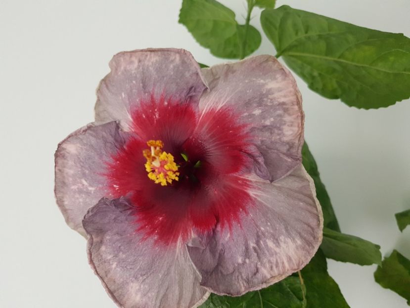  - HIBISCUS 2020