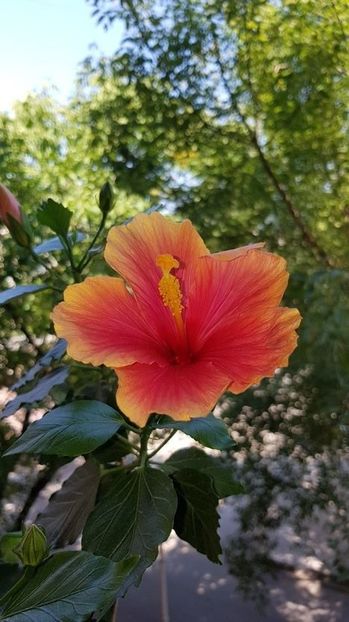  - HIBISCUS 2020