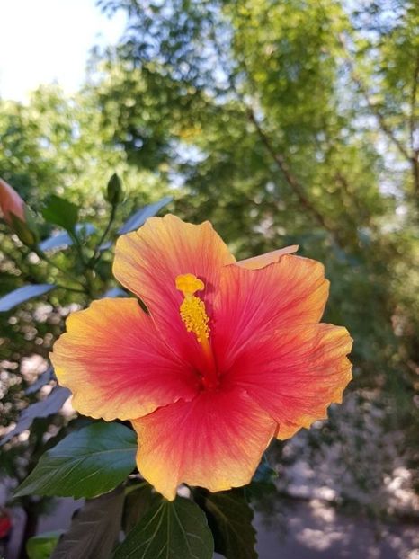  - HIBISCUS 2020
