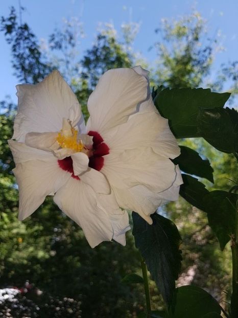  - HIBISCUS 2020