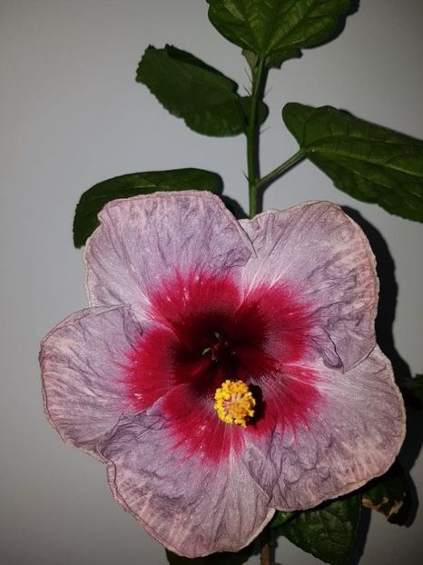  - HIBISCUS 2020