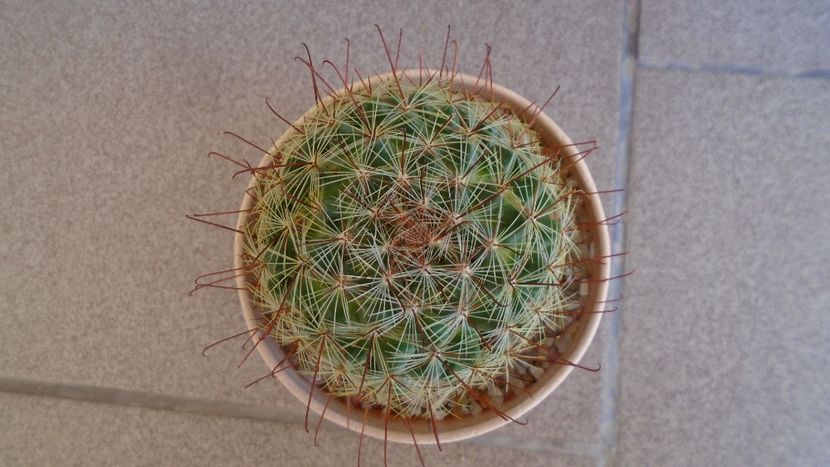 Mammillaria grahamii - Cactusi 2020 evolutie vara