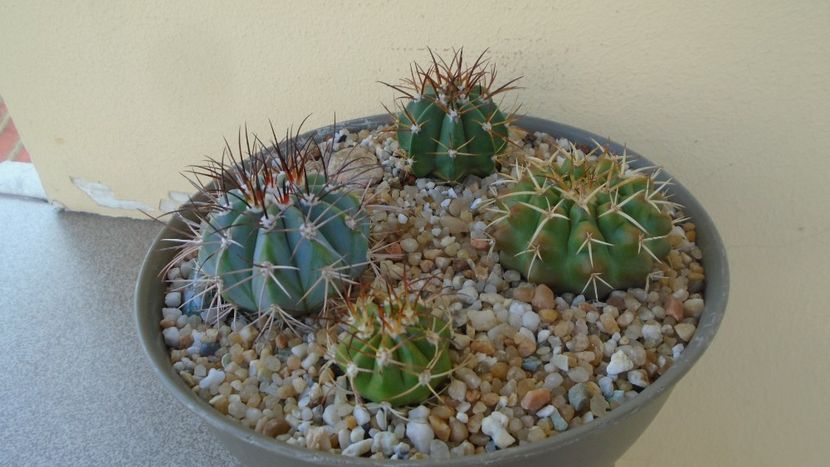 Grup de 4 cactusi - Cactusi 2020 evolutie vara
