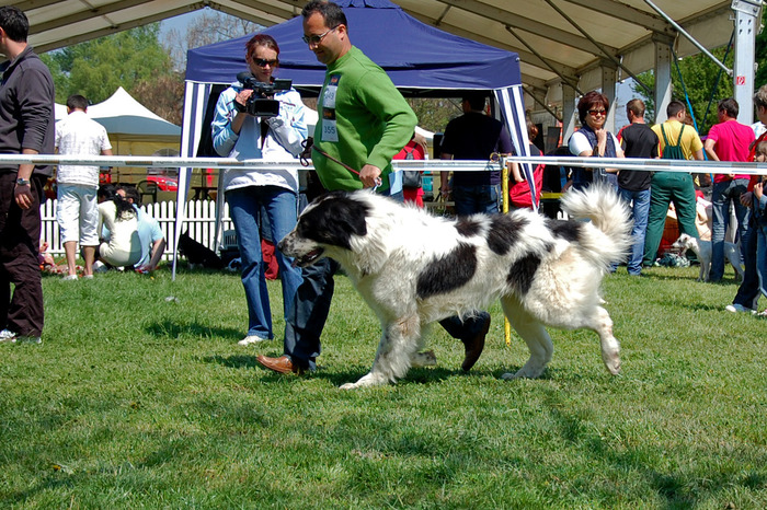  - 6-CACIB SATU MARE -25-04-2009