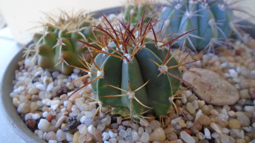 Melocactus violaceus - Cactusi 2020 evolutie vara