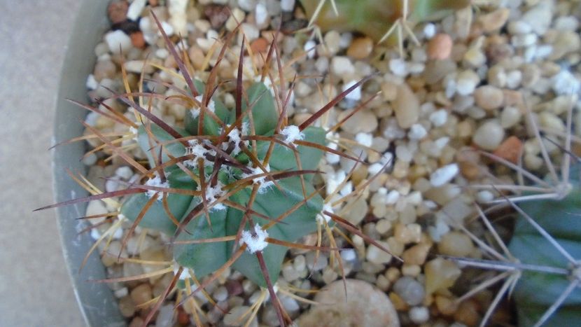 Melocactus violaceus - Cactusi 2020 evolutie vara