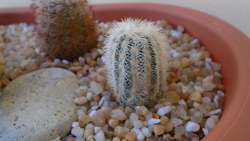 Echinocereus reichenbachii v. albispinus - Cactusi 2020 evolutie vara