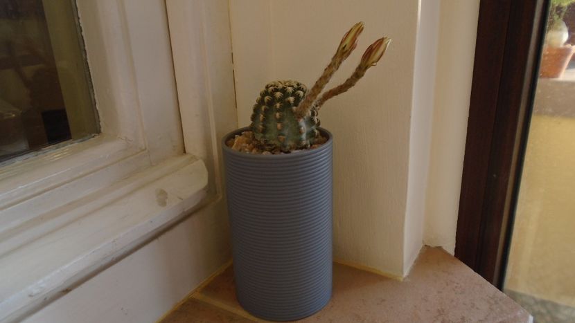 Pygmaeocereus bieblii - Cactusi 2020 evolutie vara