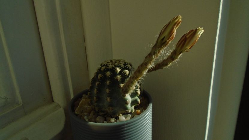 Pygmaeocereus bieblii - Cactusi 2020 evolutie vara