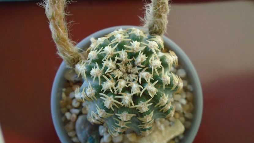 Pygmaeocereus bieblii - Cactusi 2020 evolutie vara