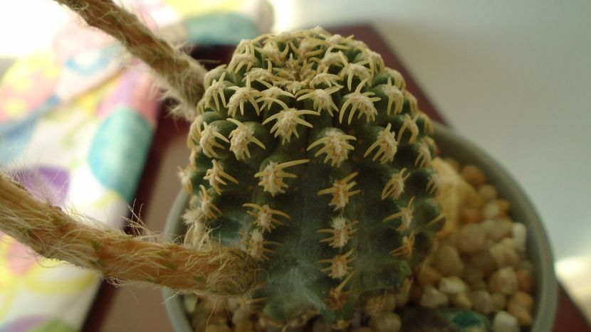 Pygmaeocereus bieblii - Cactusi 2020 evolutie vara