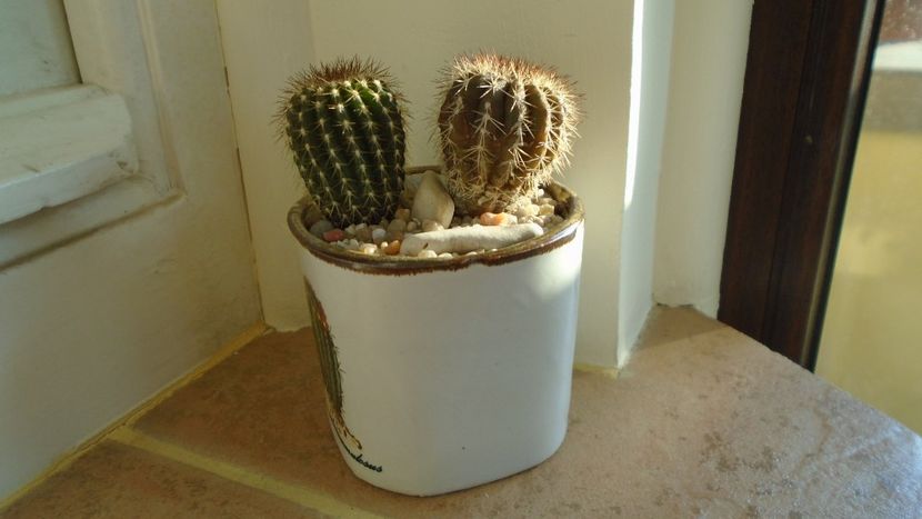 Uebelmannia pectinifera, 2 ex. - Cactusi 2020 evolutie vara
