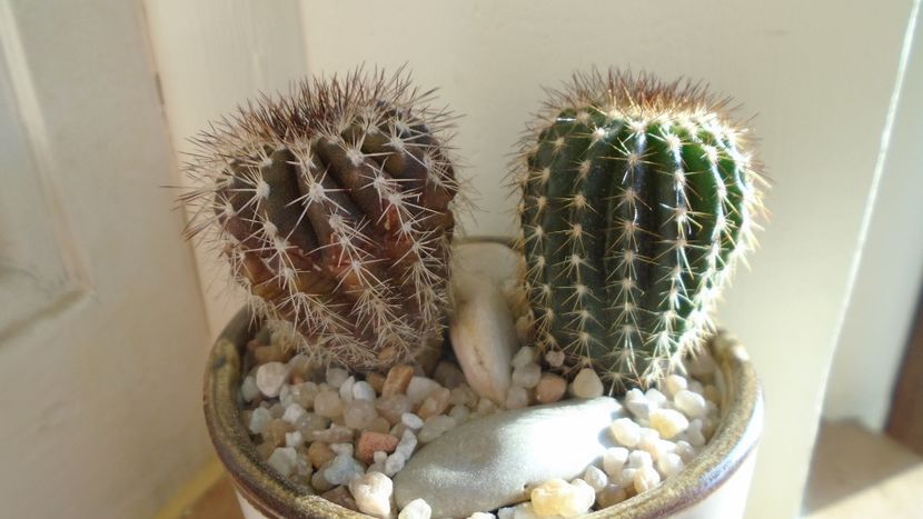 Uebelmannia pectinifera, 2 ex. - Cactusi 2020 evolutie vara