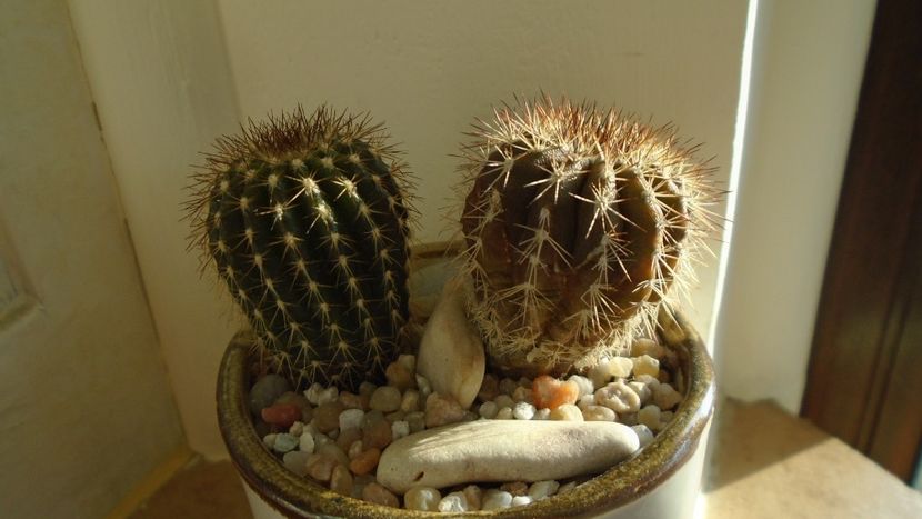 Uebelmannia pectinifera, 2 ex. - Cactusi 2020 evolutie vara