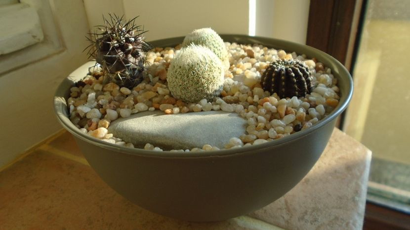 Grup de 4 cactusi - Cactusi 2020 evolutie vara