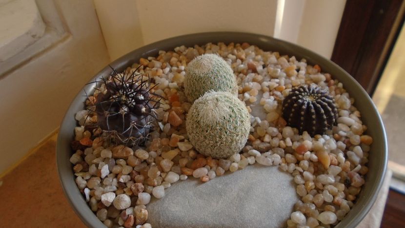 Grup de 4 cactusi - Cactusi 2020 evolutie vara
