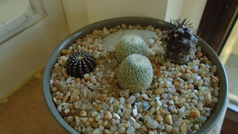 Grup de 4 cactusi - Cactusi 2020 evolutie vara