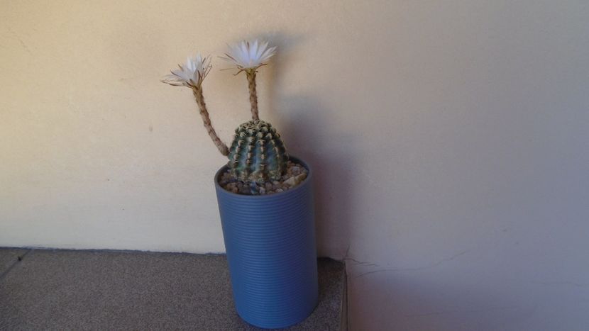 Pygmaeocereus bieblii, inflorire nocturna - Cactusi 2020 evolutie vara