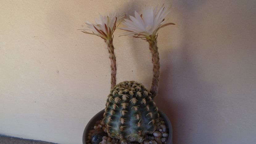 Pygmaeocereus bieblii, inflorire nocturna - Cactusi 2020 evolutie vara