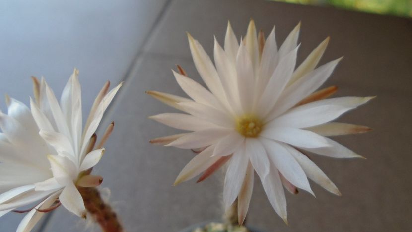 Pygmaeocereus bieblii, inflorire nocturna - Cactusi 2020 evolutie vara