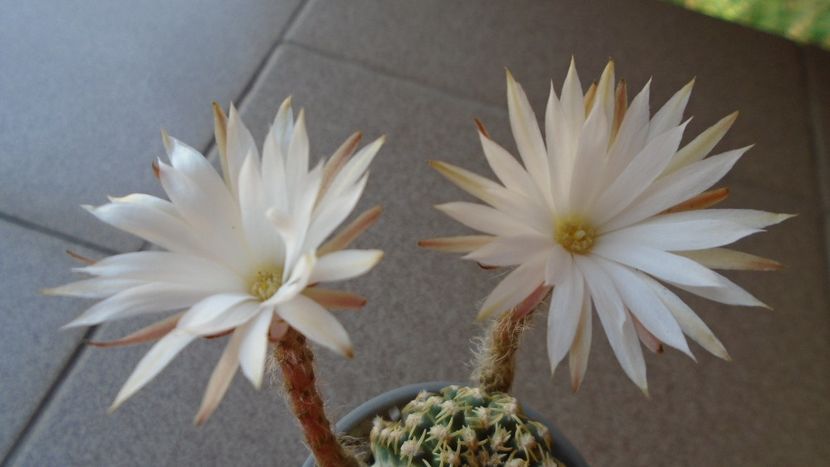 Pygmaeocereus bieblii, inflorire nocturna - Cactusi 2020 evolutie vara