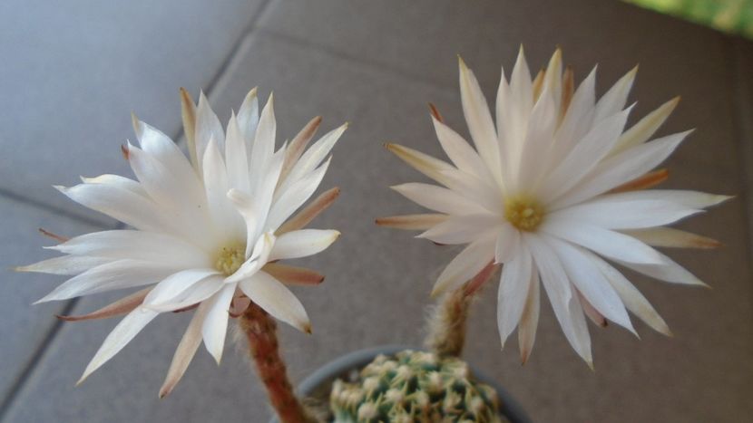 Pygmaeocereus bieblii, inflorire nocturna - Cactusi 2020 evolutie vara
