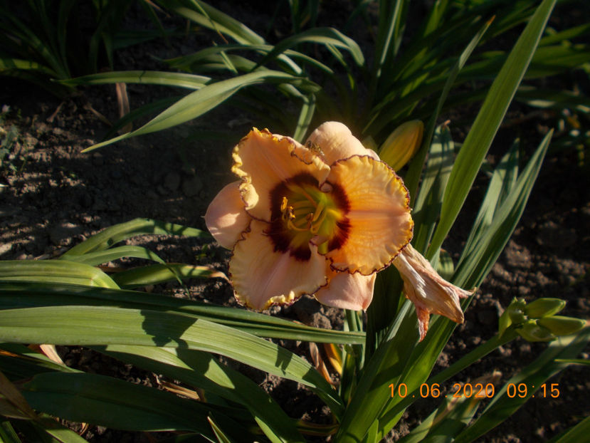  - HEMEROCALLISI-2020