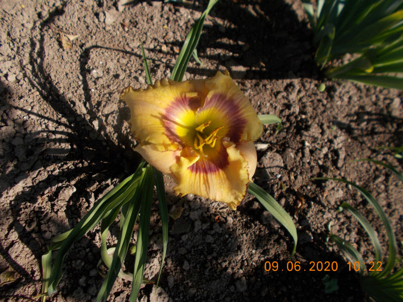  - HEMEROCALLISI-2020