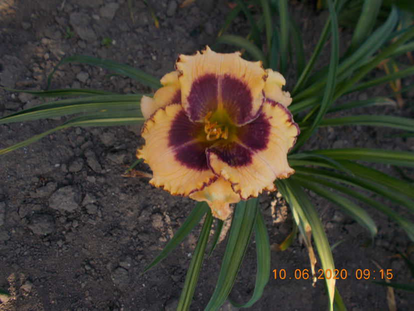  - HEMEROCALLISI-2020