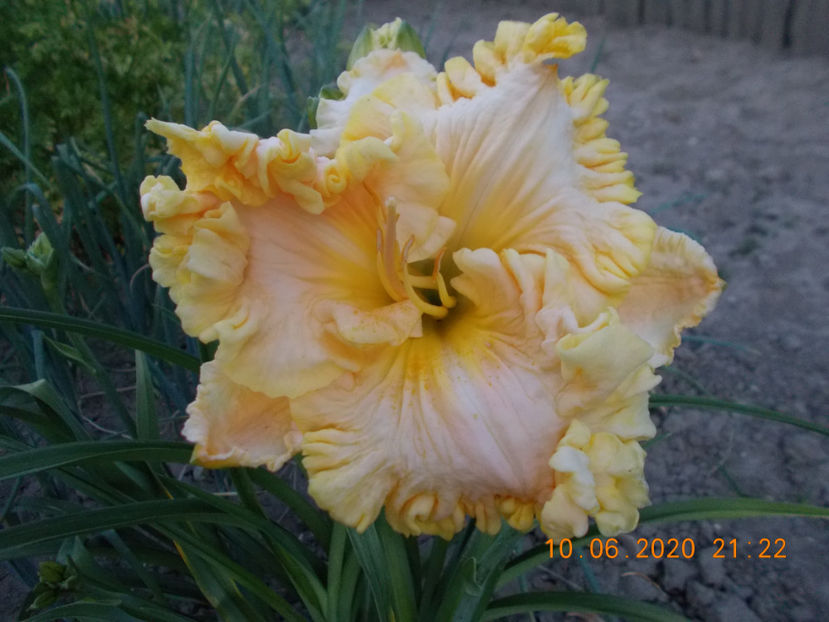  - HEMEROCALLISI-2020