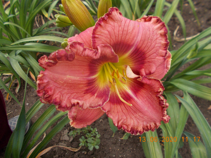  - HEMEROCALLISI-2020