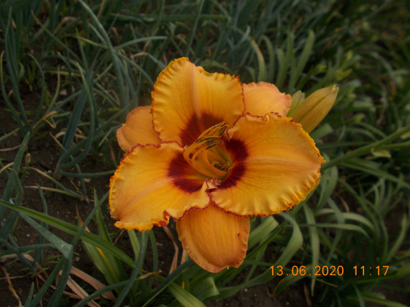  - HEMEROCALLISI-2020