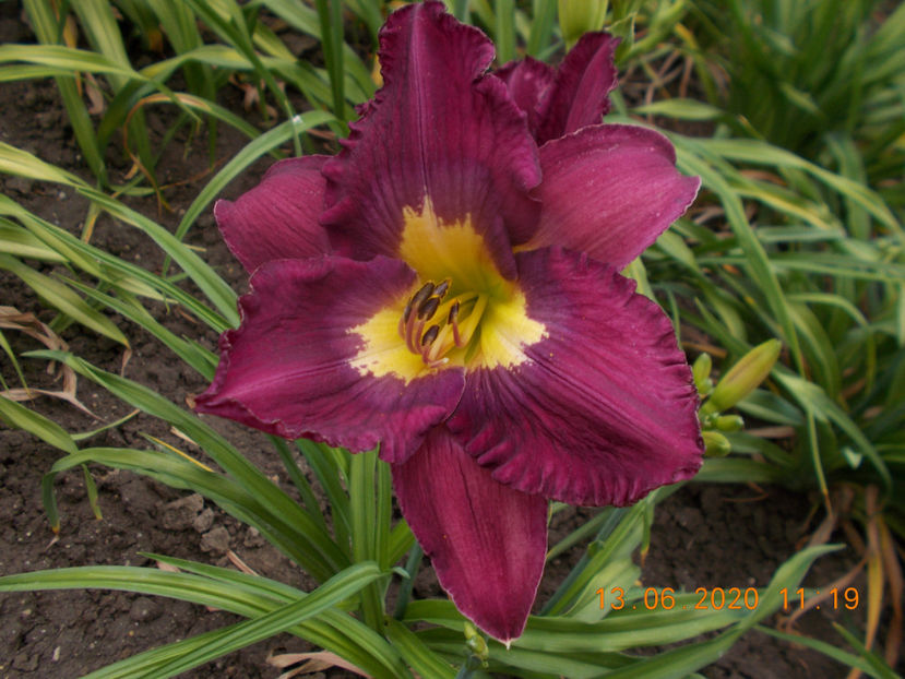  - HEMEROCALLISI-2020