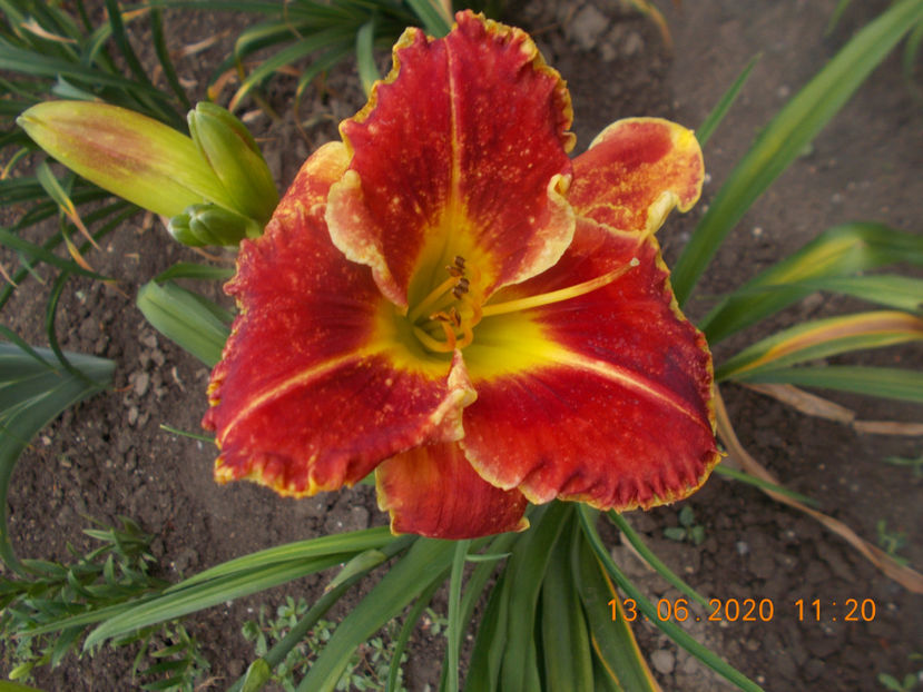  - HEMEROCALLISI-2020
