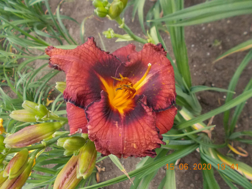  - HEMEROCALLISI-2020