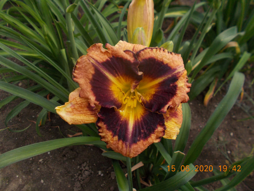  - HEMEROCALLISI-2020