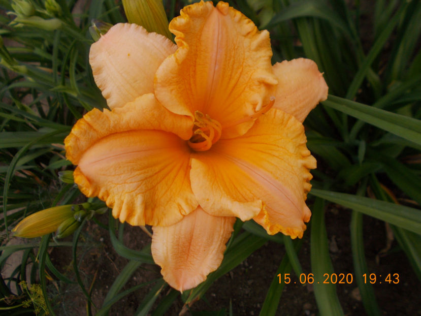  - HEMEROCALLISI-2020