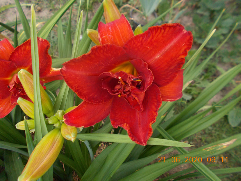  - HEMEROCALLISI-2020