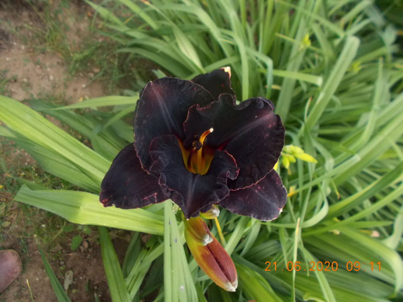  - HEMEROCALLISI-2020