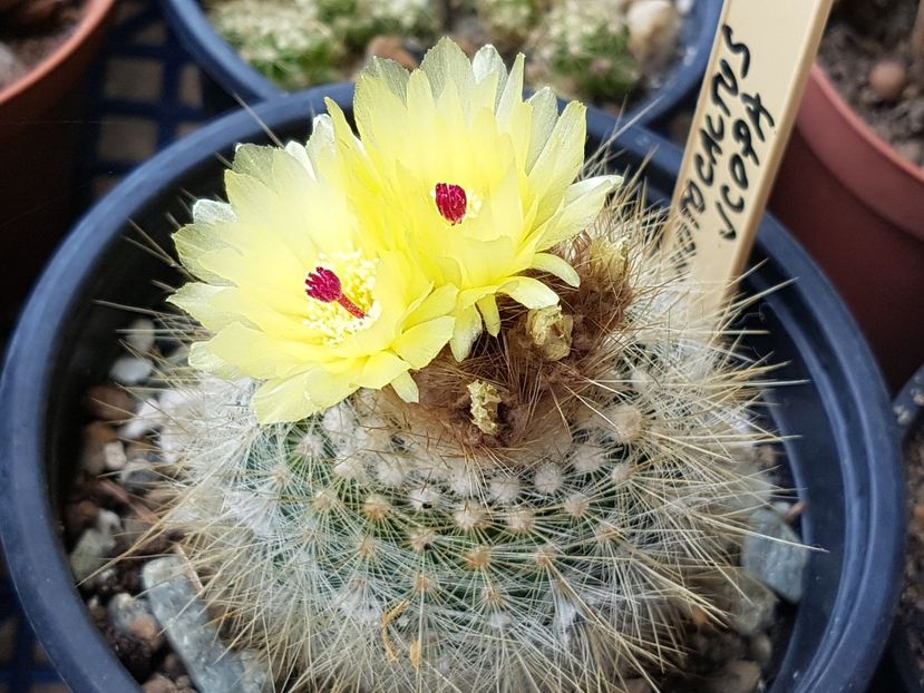 Alte doua floricele - Notocactus