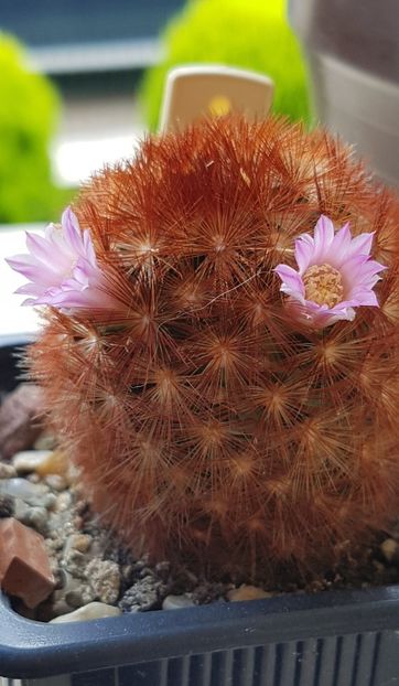 Mammillaria carmenae - Mammillaria