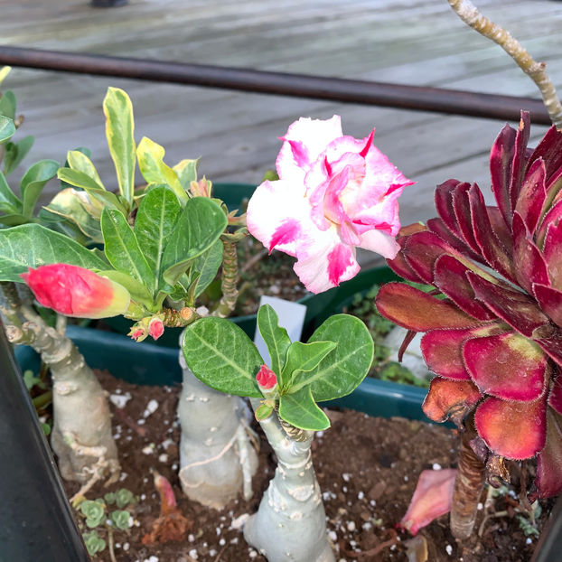  - Jurnalul gradinii 2020