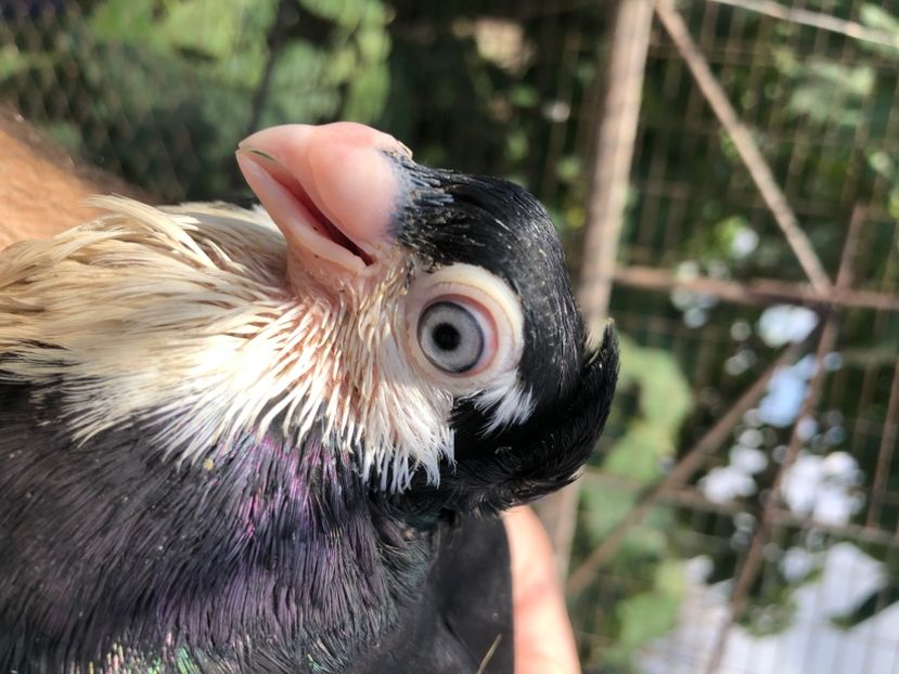 97036BD5-385E-44FC-AAB4-A79790A6AA2D - Poze noi