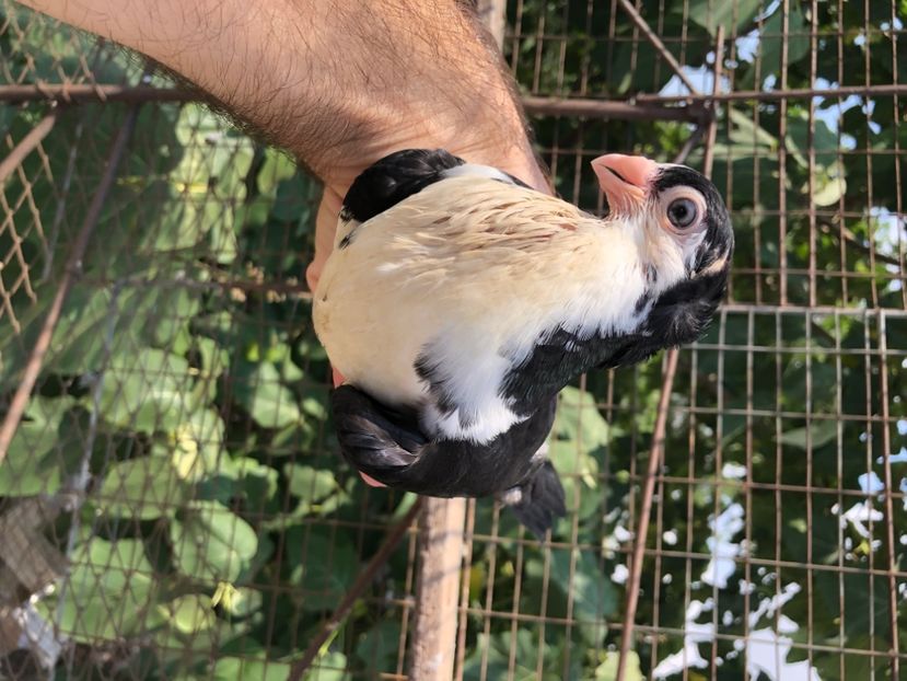 6C083557-3E0B-4FF7-97F7-DB6C273772FB - Poze noi