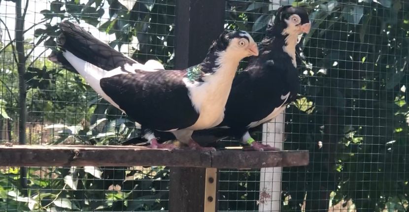 F73DF7E1-4672-444A-B0F5-BE6B5C4599BD - Poze noi